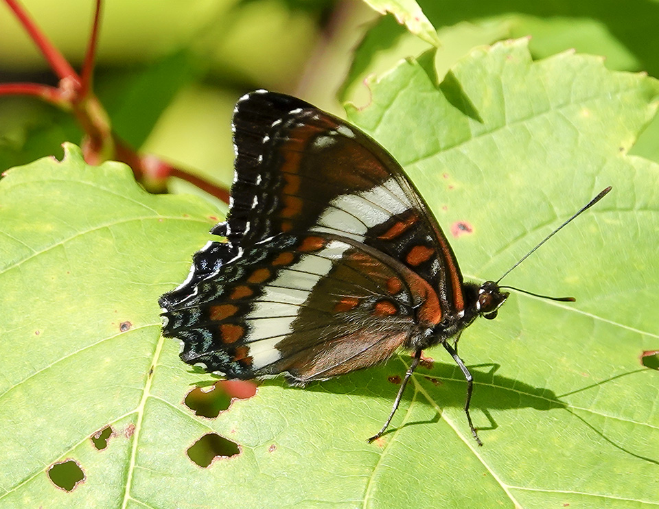Butterflies of the Adirondack Park: White Admiral (Limenitis arthemis arthemis) on the Old Orchard Loop at Heaven Hill (19 August 2018). Click for a larger image, opening in a new window. Butterflies of the Adirondack Park: White Admiral (Limenitis arthemis arthemis) on the Old Orchard Loop at Heaven Hill (19 August 2018).