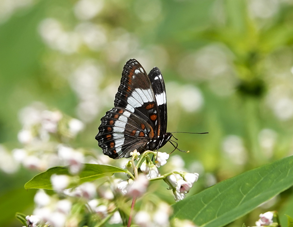 Butterflies of the Adirondack Park: White Admiral (Limenitis arthemis arthemis) in the Paul Smith's VIC Garden (11 July 2018). Click for a larger image, opening in a new window. Butterflies of the Adirondack Park: White Admiral (Limenitis arthemis arthemis) in the Paul Smith's VIC Garden (11 July 2018).