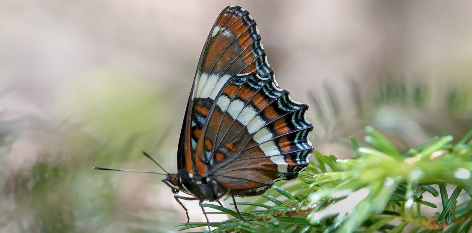 Butterflies of the Adirondack Park: White Admiral (Limenitis arthemis arthemis) on the Potato Field Loop at John Brown (2 July 2018). Click for a larger image, opening in a new window. Butterflies of the Adirondack Park: White Admiral (Limenitis arthemis arthemis) on the Potato Field Loop at John Brown (2 July 2018).