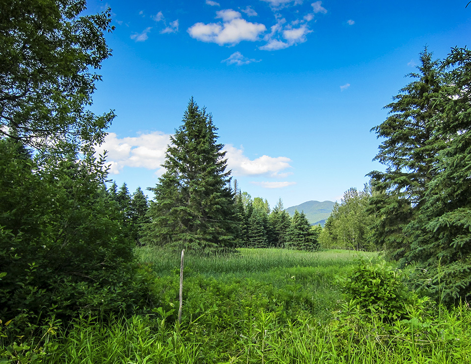 Old Field Succession in the Adirondacks: Abandoned field near Lake Placid (20 June 2011).