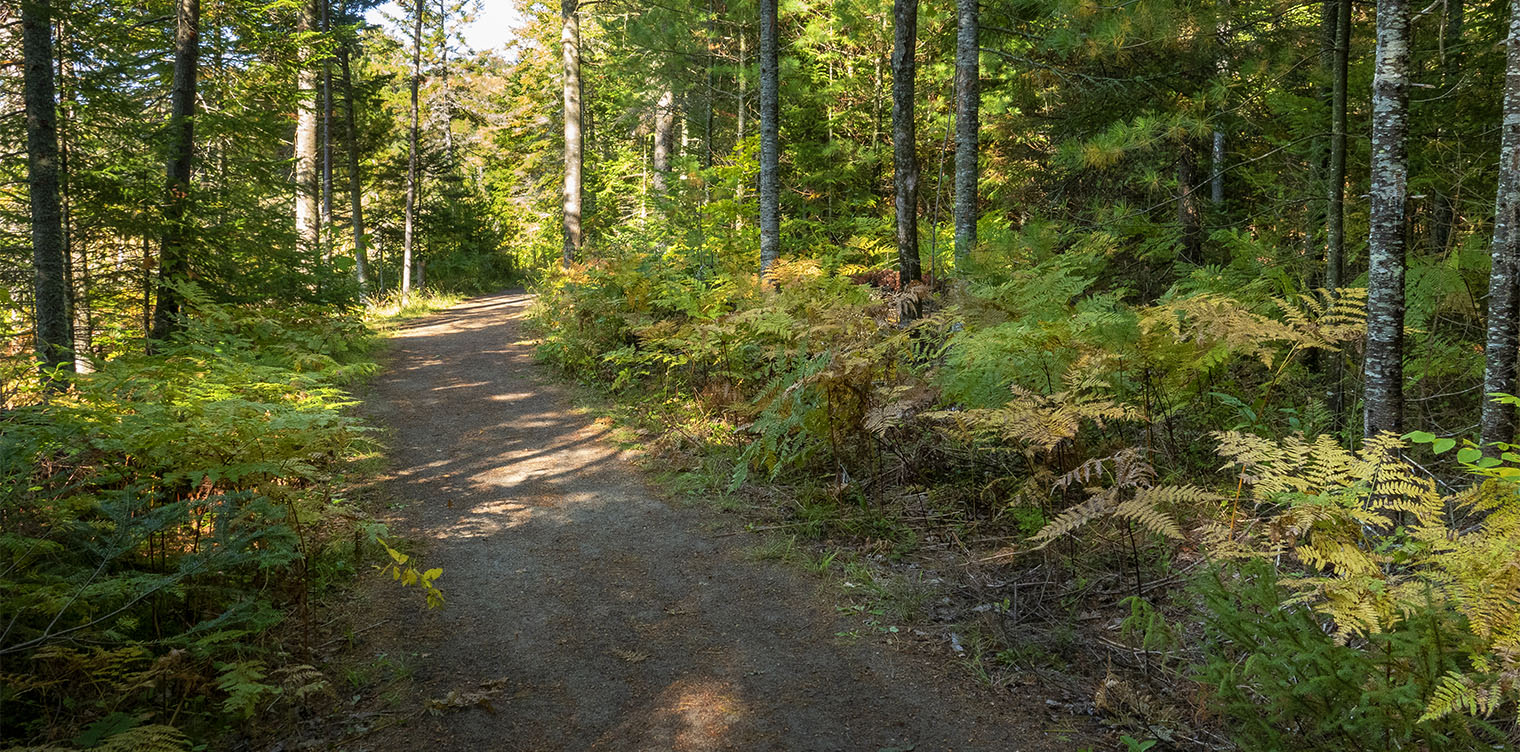 Ferns of the Adirondack Park: Eastern Bracken Fern (Pteridium aquilinum) growing in mixed forest on the Barnum Brook Trail at the Paul Smith's College VIC (21 September 2019). 