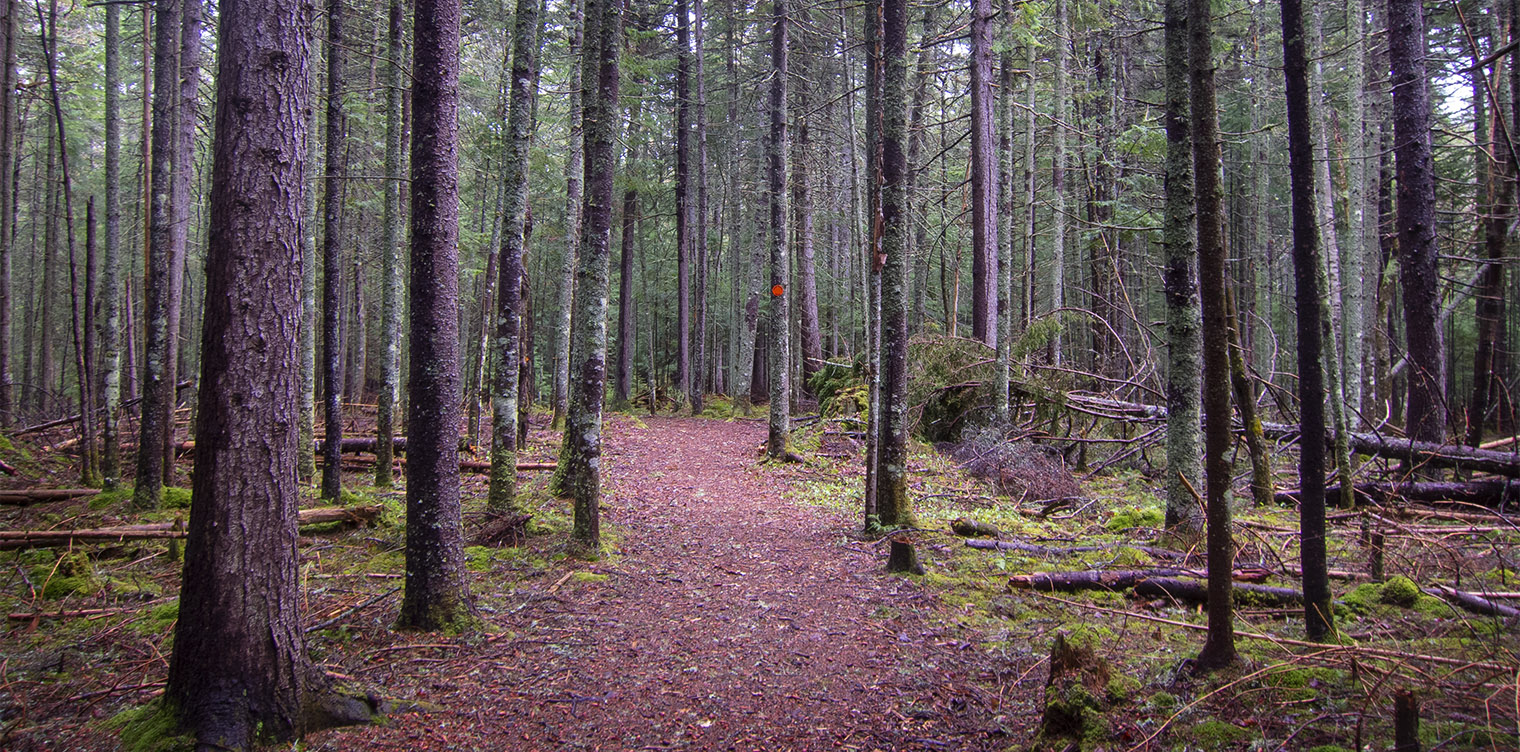 Adirondack Habitats: Conifer forest on the Boreal Life Trail at the Paul Smith's College VIC (20 May 2018).