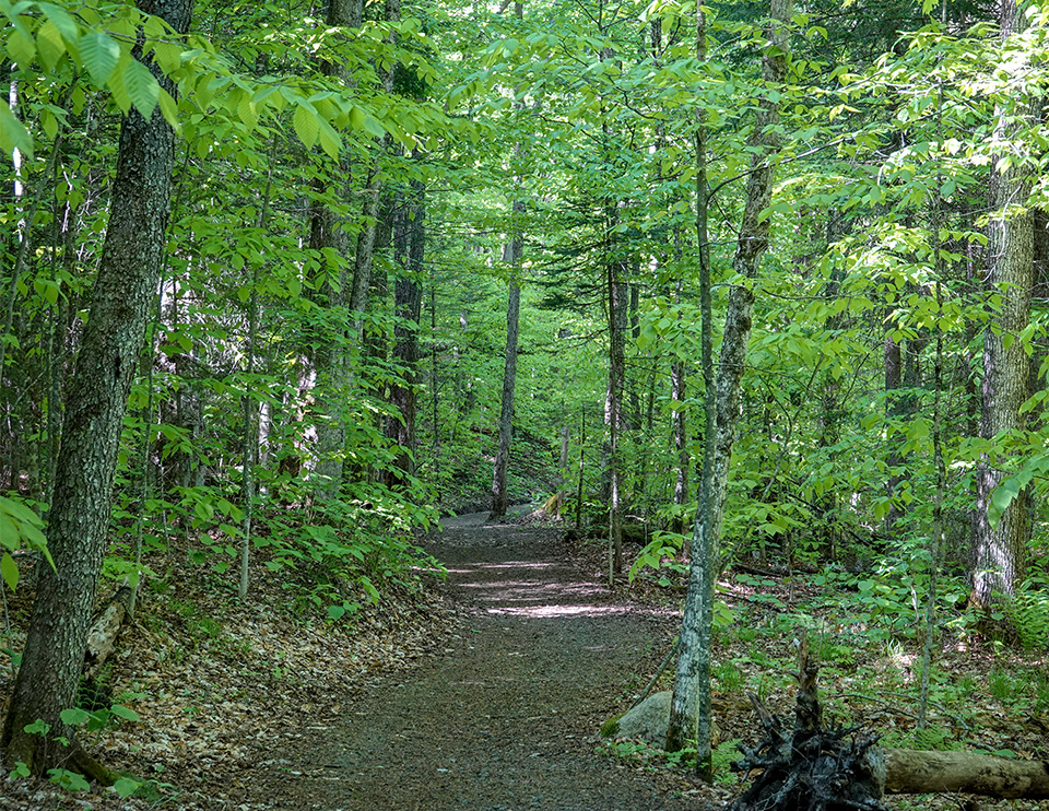 Adirondack Habitats: Mixed woods on the Loop Trail at Henry's Woods (29 May 2018).