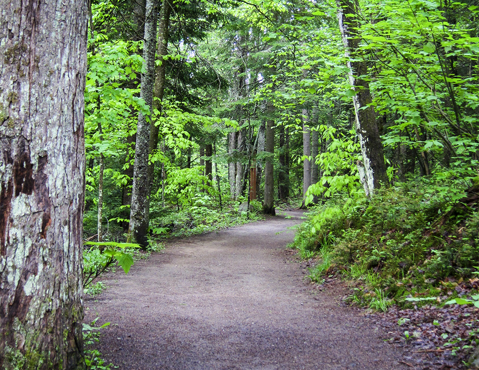 Forest Succession in the Adirondacks: Mature Mixed Wood Forest on the Barnum Brook Trail at the Paul Smiths VIC (23 May 2012).