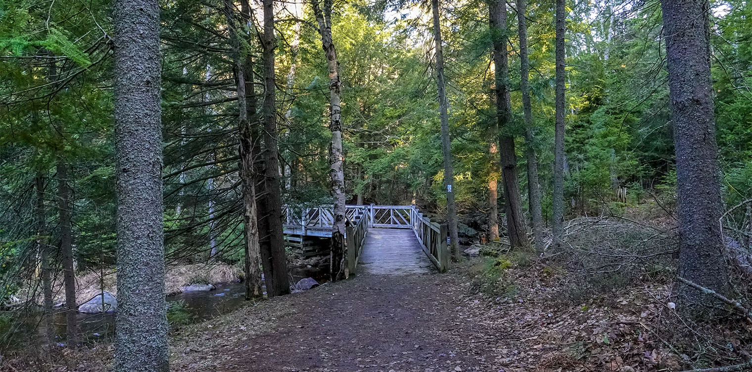 Adirondack Habitats: Eastern Hemlock growing in mixed forest on the Barnum Brook Trail at the Paul Smith's College VIC (8 May 2019). Click for a larger image, opening in a new window. Adirondack Habitats: Eastern Hemlock growing in mixed forest on the Barnum Brook Trail at the Paul Smith's College VIC (8 May 2019).