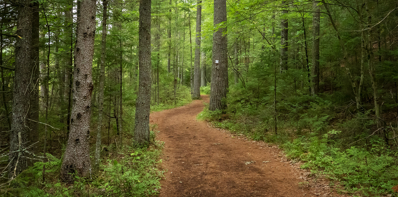 Adirondack Habitats: Mixed woods along the Heron Marsh Trail at the Paul Smith's College VIC (26 August 2019). Adirondack Habitats: Mixed woods along the Heron Marsh Trail at the Paul Smith's College VIC (26 August 2019).