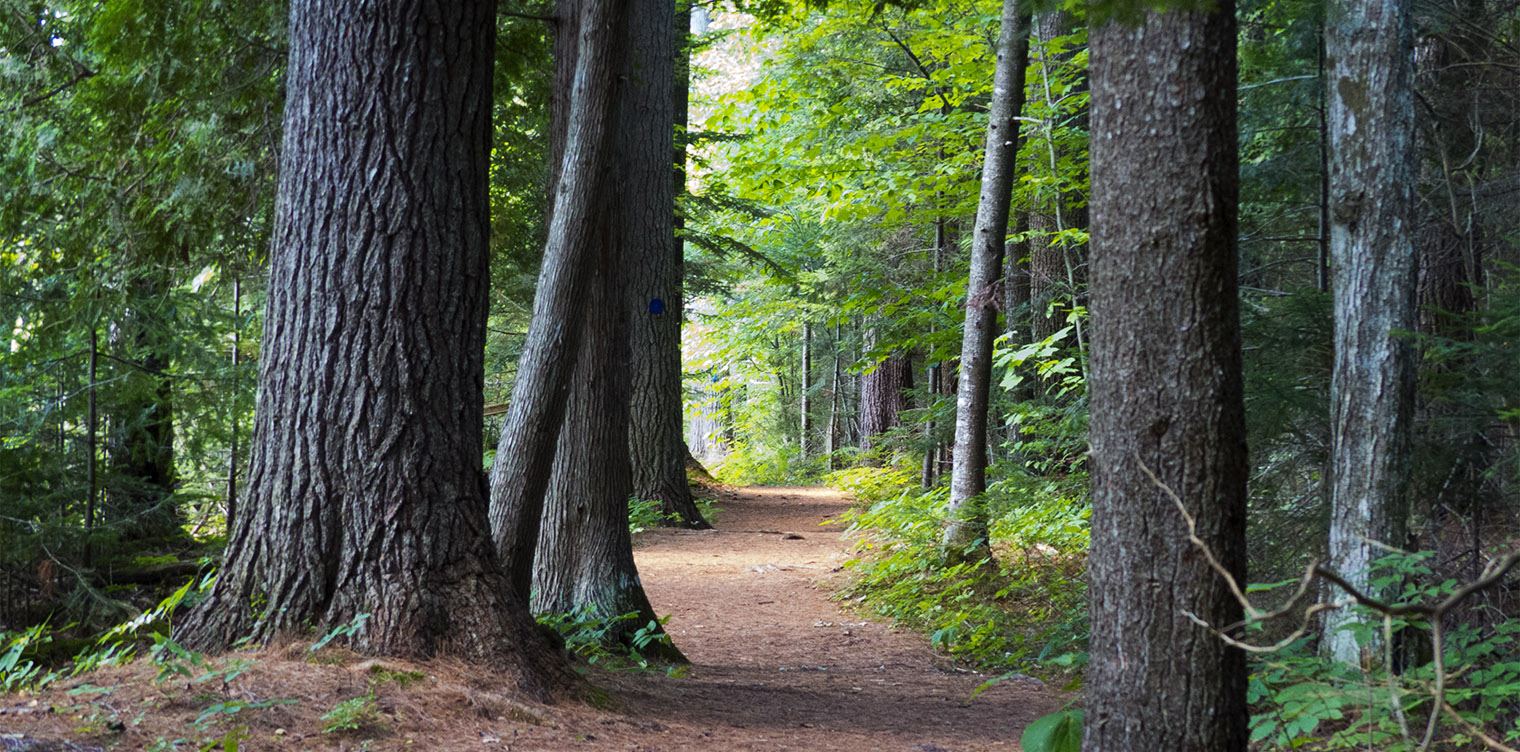 Adirondack Habitats: Mixed wood forest on the Jenkins Mountain Trail at the Paul Smith's College VIC (12 August 2013). Click for a larger image, opening in a new window. Adirondack Habitats: Mixed wood forest on the Jenkins Mountain Trail at the Paul Smith's College VIC (12 August 2013).