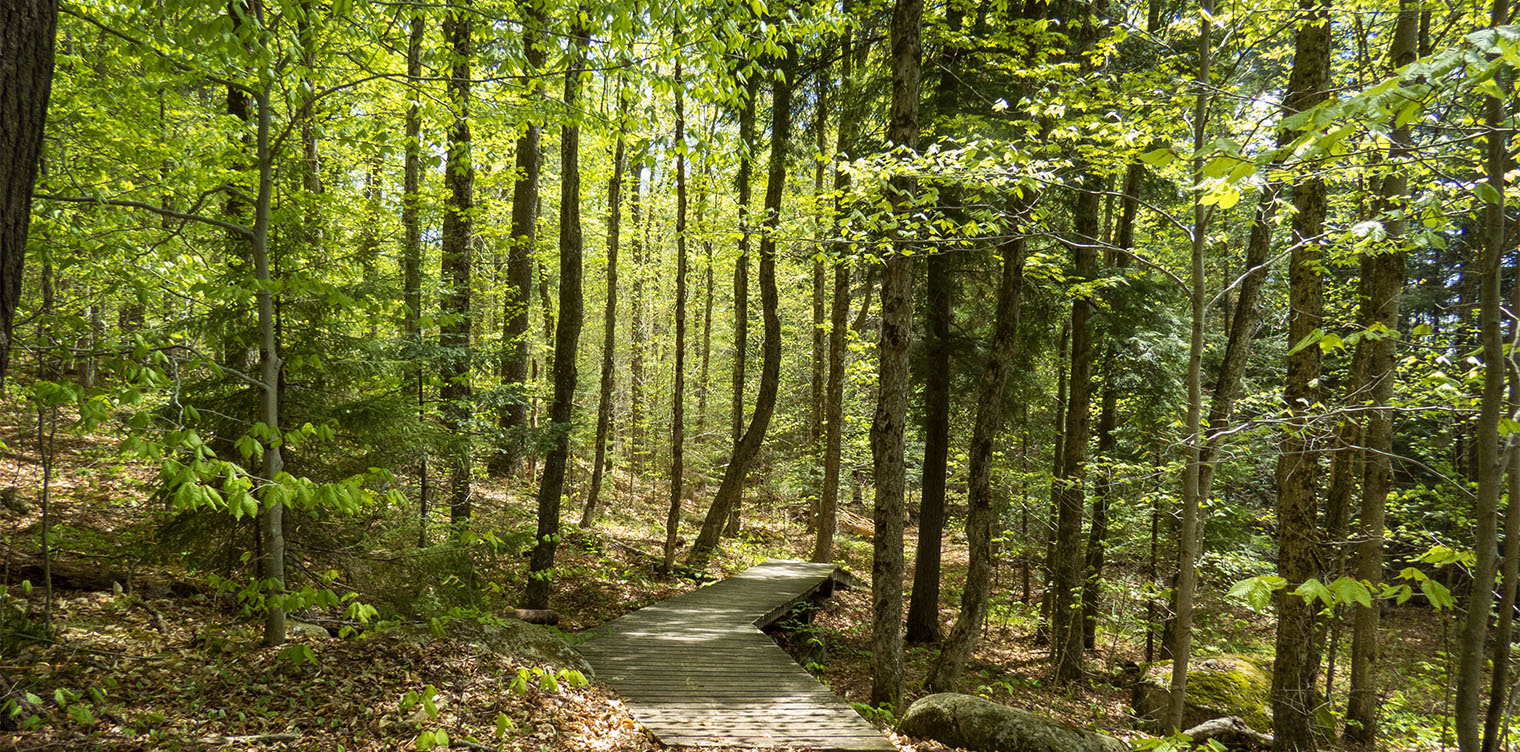 Adirondack Habitats: Mixed forest on the Jenkins Mountain Trail at the Paul Smith's College VIC (17 May 2015). Click for a larger image, opening in a new window. Adirondack Habitats: Mixed forest on the Jenkins Mountain Trail at the Paul Smith's College VIC (17 May 2015).