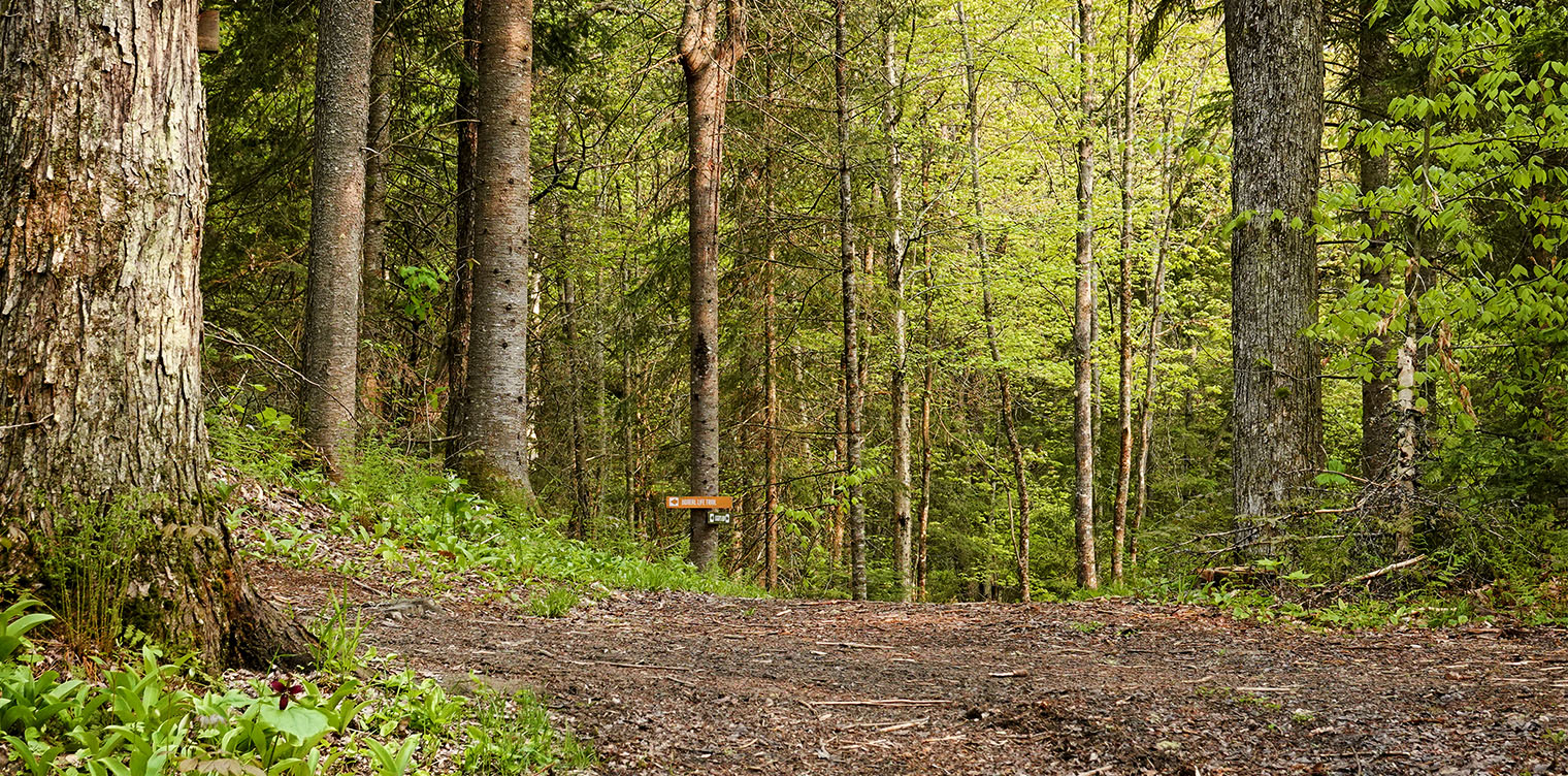 Adirondack Habitats: Mixed forest on the Logger's Loop Trail at the Paul Smith's College VIC (31 May 2019). Click for a larger image, opening in a new window. Adirondack Habitats: Mixed forest on the Logger's Loop Trail at the Paul Smith's College VIC (31 May 2019).