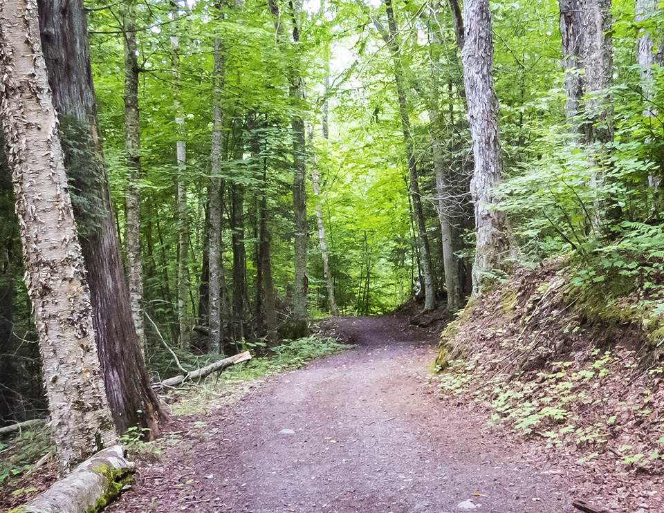 Adirondack Habitats: Mixed Wood Forest on the Loop Trail at Henry's Woods near Lake Placid (3 August 2015. Click for a larger image, opening in a new window.) Adirondack Habitats: Mixed forest on the Loop Trail at Henry's Woods near Lake Placid (3 August 2015)