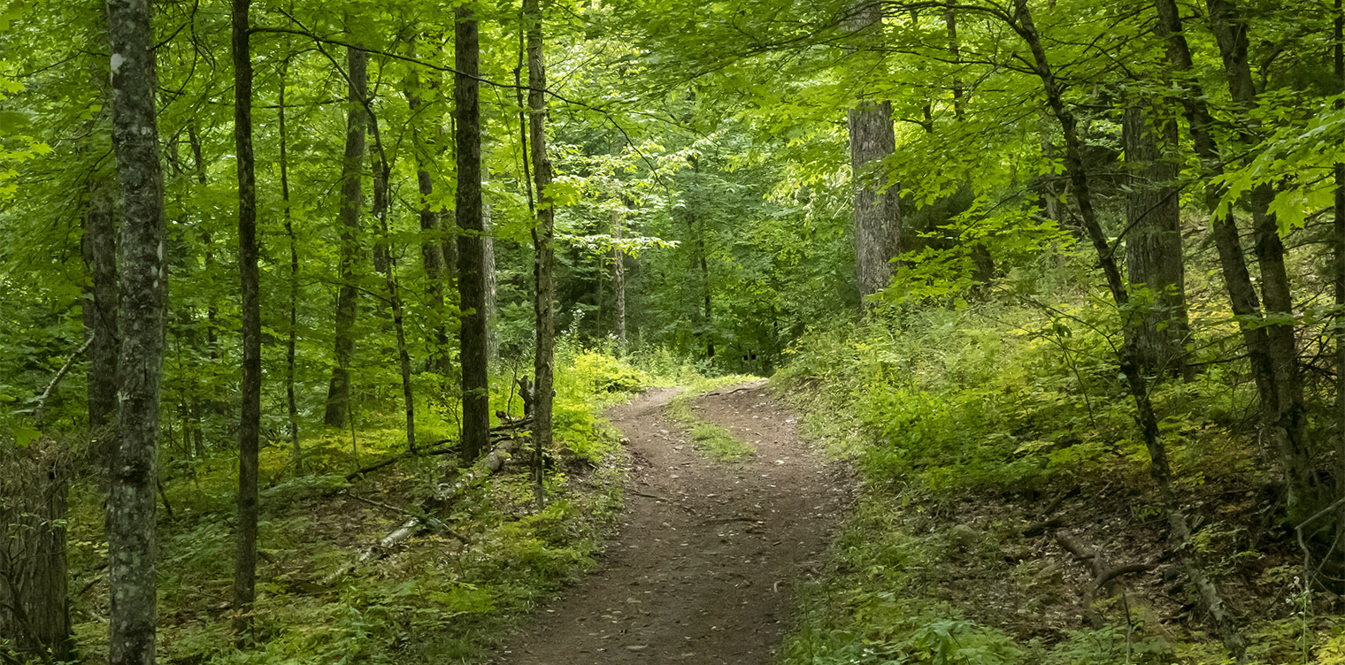 Adirondack Habitats: Northern hardwood forest on the Sugar Maple Trail at Heaven Hill (1 September 2019). Click for a larger image, opening in a new window. Adirondack Habitats: Northern hardwood forest on the Sugar Maple Trail at Heaven Hill (1 September 2019). Click for a larger image, opening in a new window.