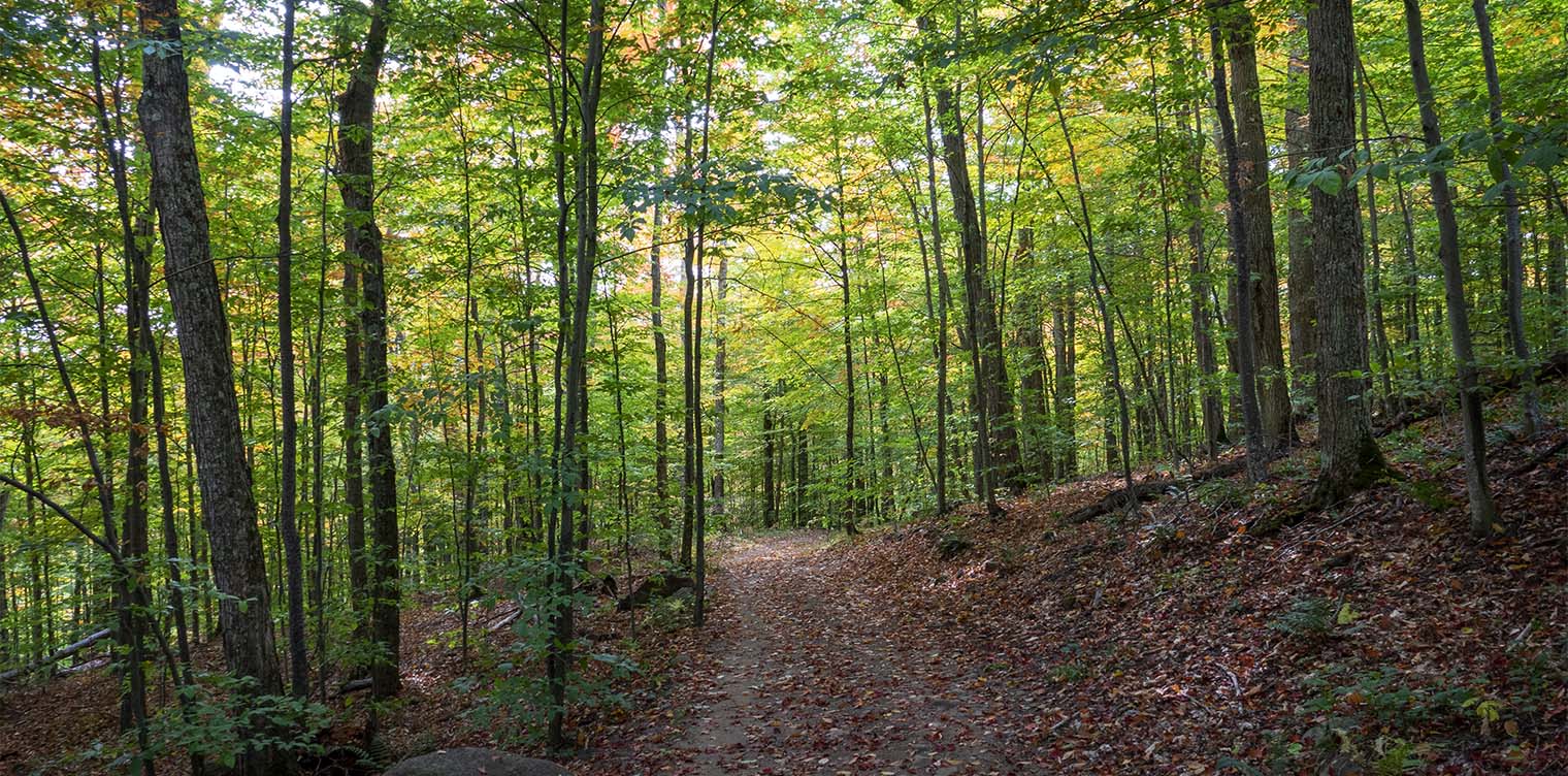 Adirondack Habitats: Northern hardwood forest on the Sugar Maple Trail at Heaven Hill (27 September 2020). Click for a large rimage, opening in a new window. Adirondack Habitats: Northern hardwood forest on the Sugar Maple Trail at Heaven Hill (27 September 2020).