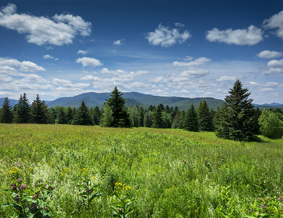 Adirondack Habitats: Adirondack Habitats: Old field on the Adirondack Loj Road (15 July 2019). Adirondack Habitats: Adirondack Habitats: Old field on the Adirondack Loj Road (15 July 2019).