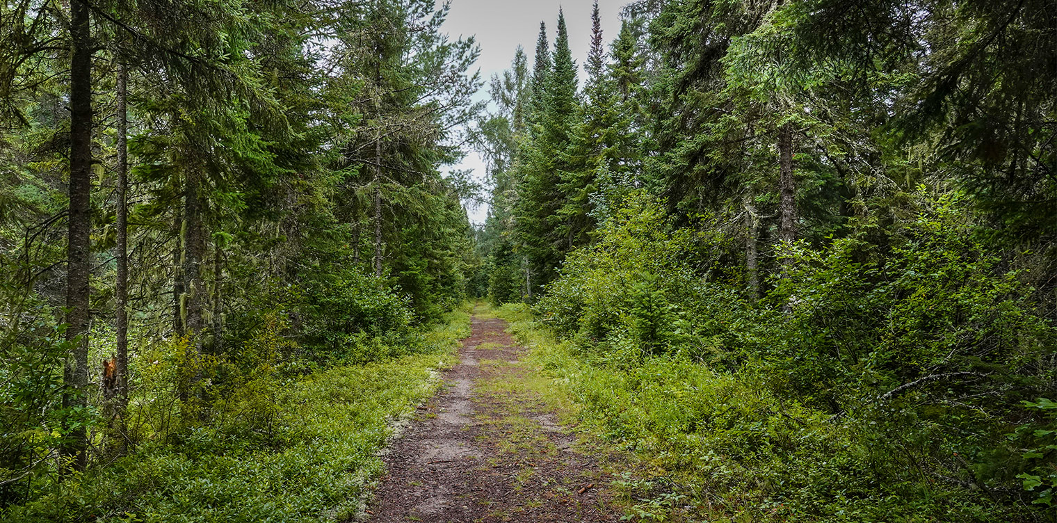 Adirondack Habitats: Spruce flats along the Bloomingdale Bog Trail (18 August 2018). Click for a arger image, opening in a new window. Adirondack Habitats: Spruce flats along the Bloomingdale Bog Trail (18 August 2018). Click for a arger image, opening in a new window.
