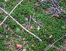 Adirondack Liverworts: BannaniaTN triata on the Boreal Life Trail at the Paul Smith's College VIC (1 September 2012)