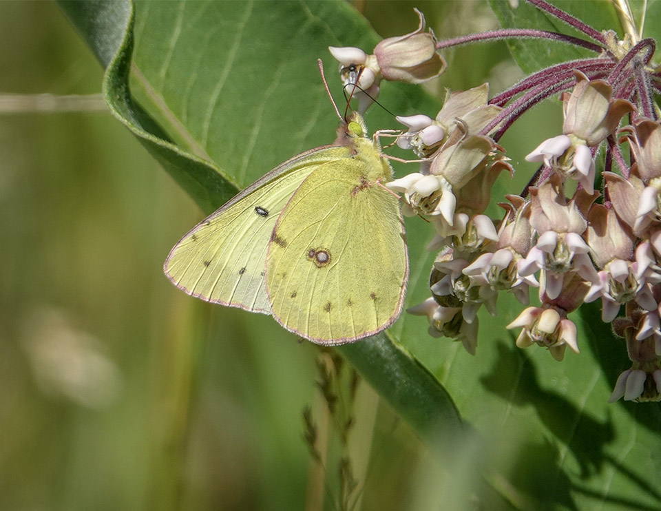 Adirondack Butterflies: Clouded Sulphur (Colias philodice) on the Adirondack Loj Road (20 July 2018)