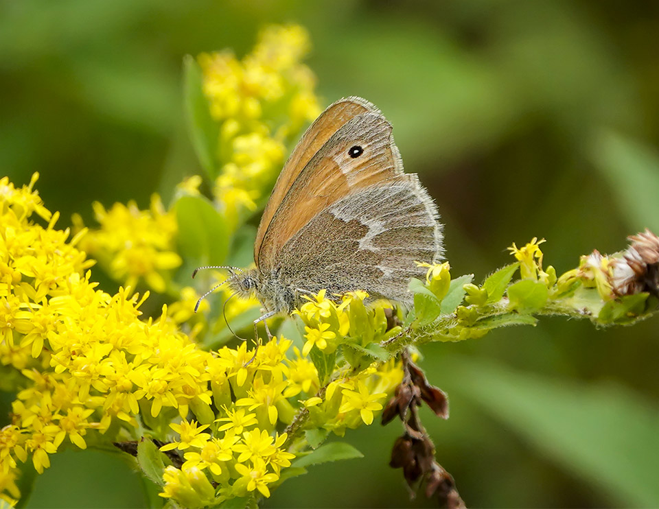 Adirondack Butterflies: Common Ringlet (Coenonympha tullia) on the Adirondack Loj Road (4 September 2019)