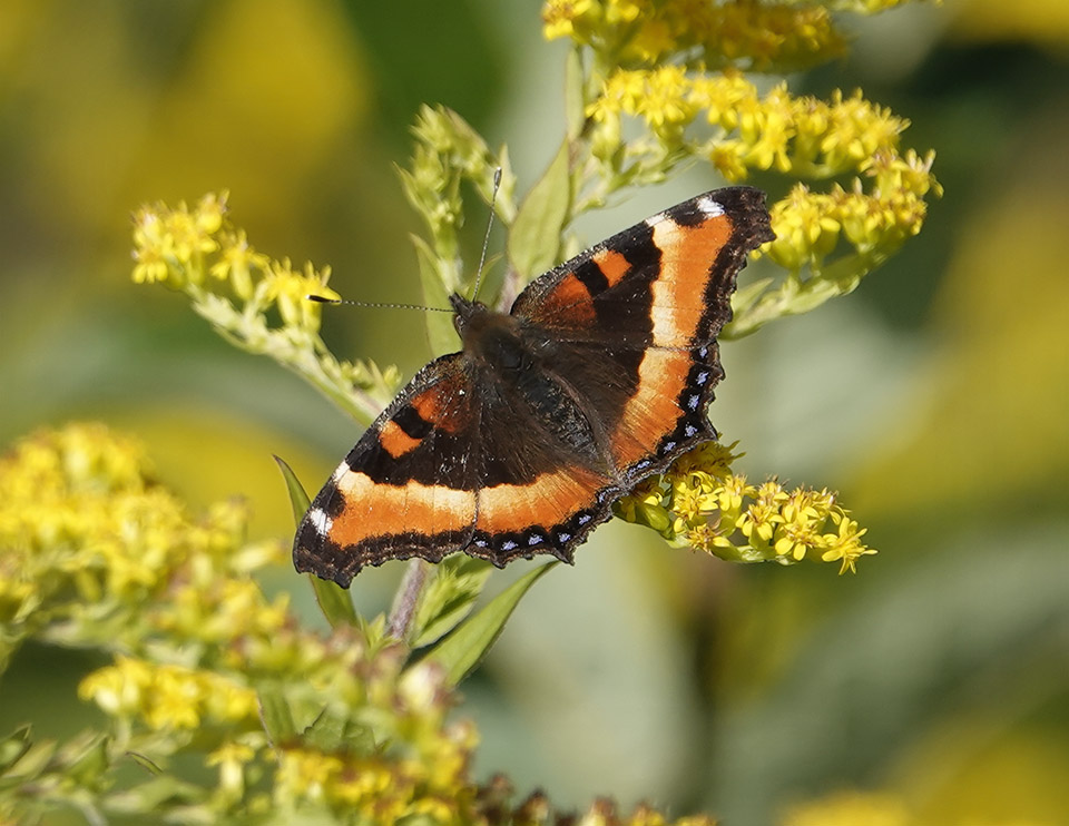 Adirondack Butterflies: Milbert's Tortoiseshell (Aglais milberti) on the Adirondack Loj Road (23 July 2019)