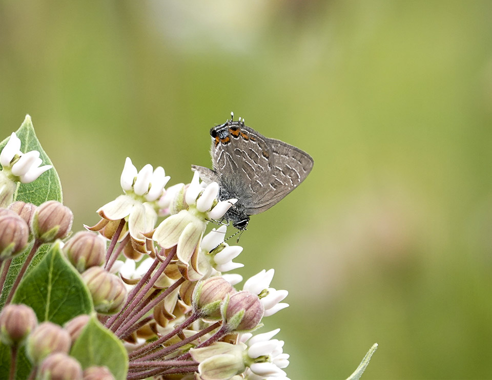 Adirondack Butterflies: Striped Hairstreak (Satyrium liparops) on the Adirondack Loj Road (15 July 2019)