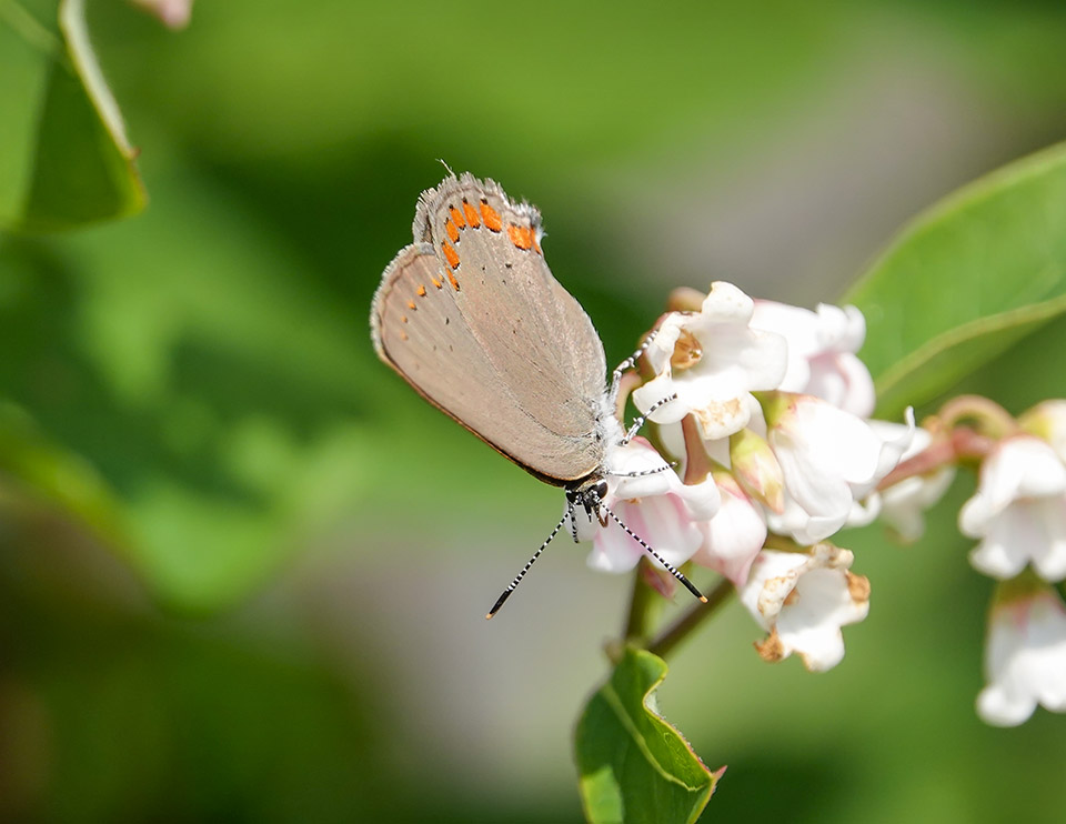 Adirondack Butterflies: Coral Hairstreak (Satyrium titus) on the Adirondack Loj Road (27 July 2019)