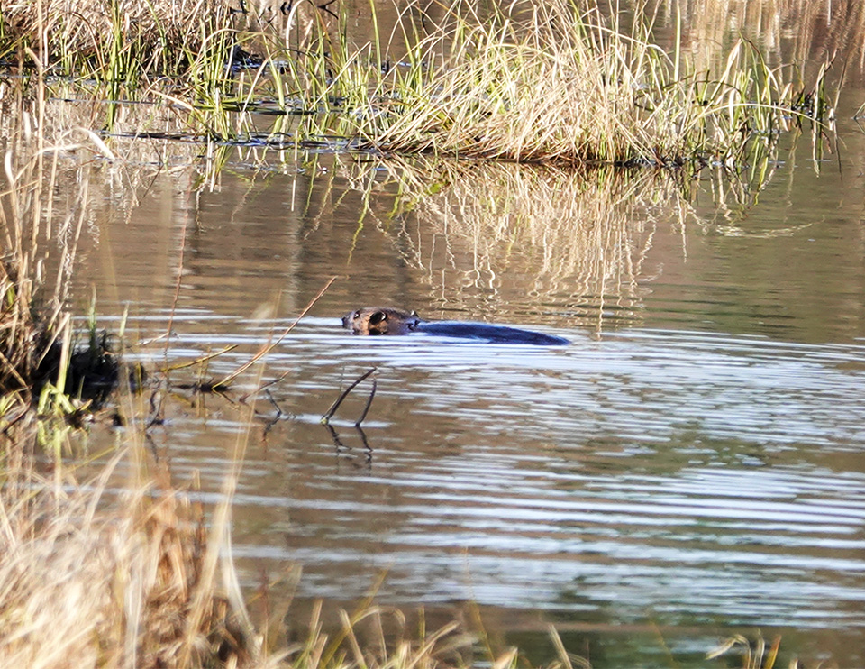 Mammals of the Adirondack Park: American Beaver (Castor canadensis) on Heron Marsh (7 May 2018). Click for a larger image, opening in a new window. Mammals of the Adirondack Park: American Beaver (Castor canadensis) on Heron Marsh (7 May 2018).