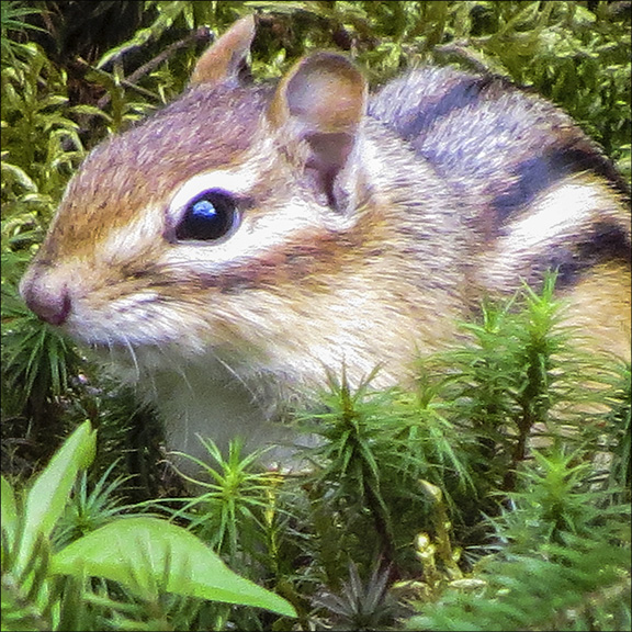 Mammals of the Adirondack Park: Eastern Chipmunk near Country Club Lane, Essex County (28 May 2014). Click for a larger image, opening in a new window. Mammals of the Adirondack Park: Eastern Chipmunk near Country Club Lane, Essex County (28 May 2014).