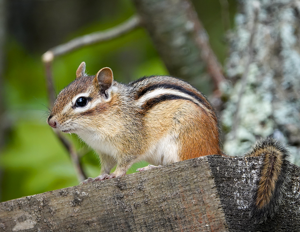 Mammals of the Adirondack Park: Eastern Chipmunk (Tamias striatus) at the Adirondack Wildlife Refuge Main Refuge Trail (25 May 2018). Click for a larger image, opening in a new window. Mammals of the Adirondack Park: Eastern Chipmunk (Tamias striatus) at the Adirondack Wildlife Refuge Main Refuge Trail (25 May 2018).