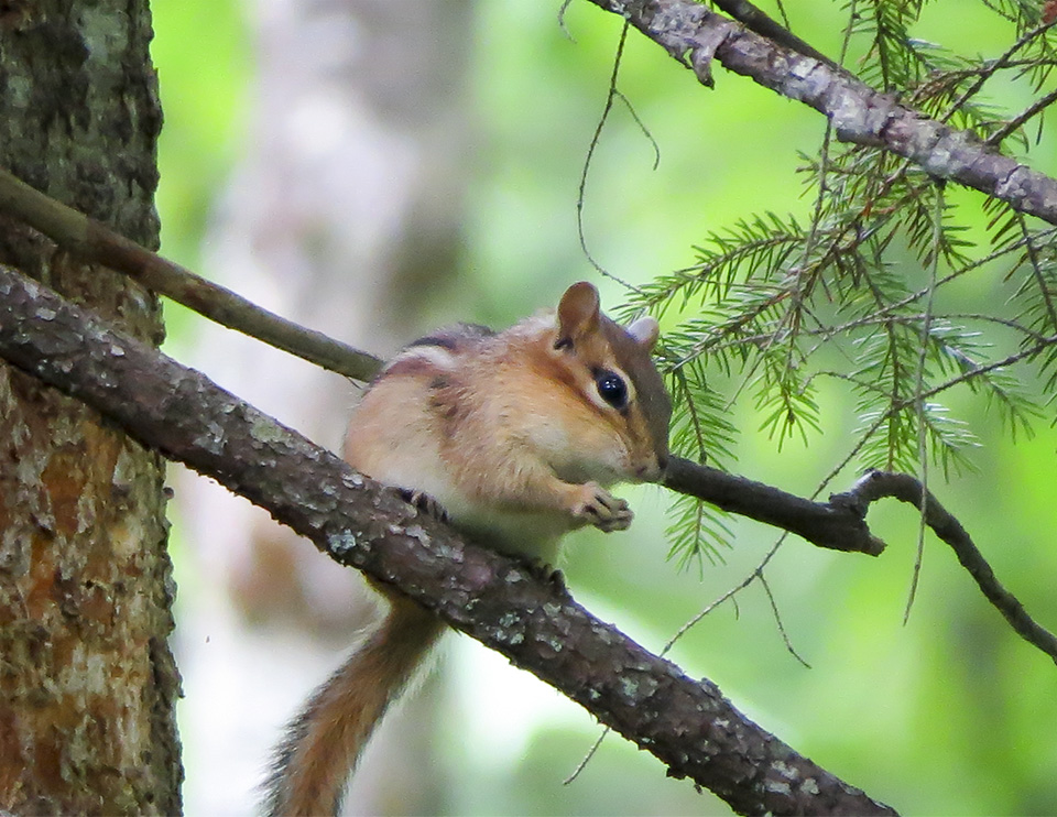 Mammals of the Adirondack Park: Eastern Chipmunk (Tamias striatus) on the Barnum Brook Trail (30 May 2015). Click for a larger image, opening in a new window. Mammals of the Adirondack Park: Eastern Chipmunk (Tamias striatus) on the Barnum Brook Trail (30 May 2015).