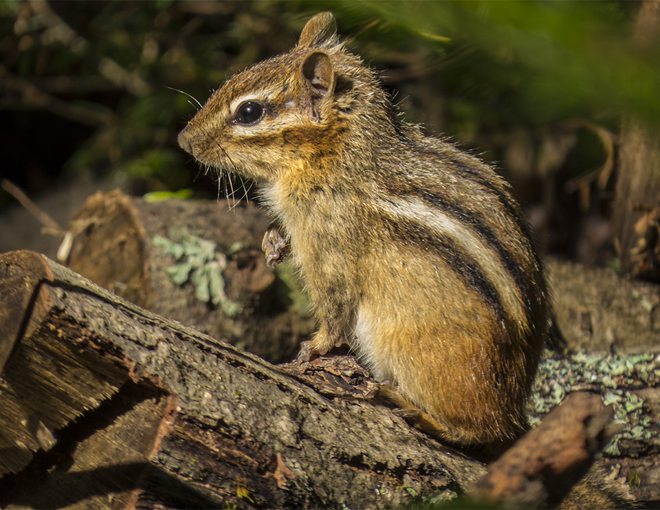 Mammals of the Adirondack Park: Eastern Chipmunk (Tamias striatus) on the Barnum Brook Trail (8 August 2014). Click for a larger image, opening in a new window. Mammals of the Adirondack Park: Eastern Chipmunk (Tamias striatus) on the Barnum Brook Trail (8 August 2014).