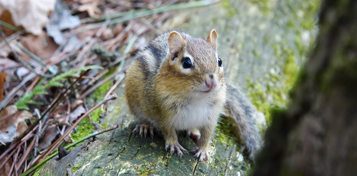 Mammals of the Adirondack Park: Eastern Chipmunk (Tamias striatus) on the Heart lake Trail (6 May 2018). Click for a larger image, opening in a new window. Mammals of the Adirondack Park: Eastern Chipmunk (Tamias striatus) on the Heart lake Trail (6 May 2018).