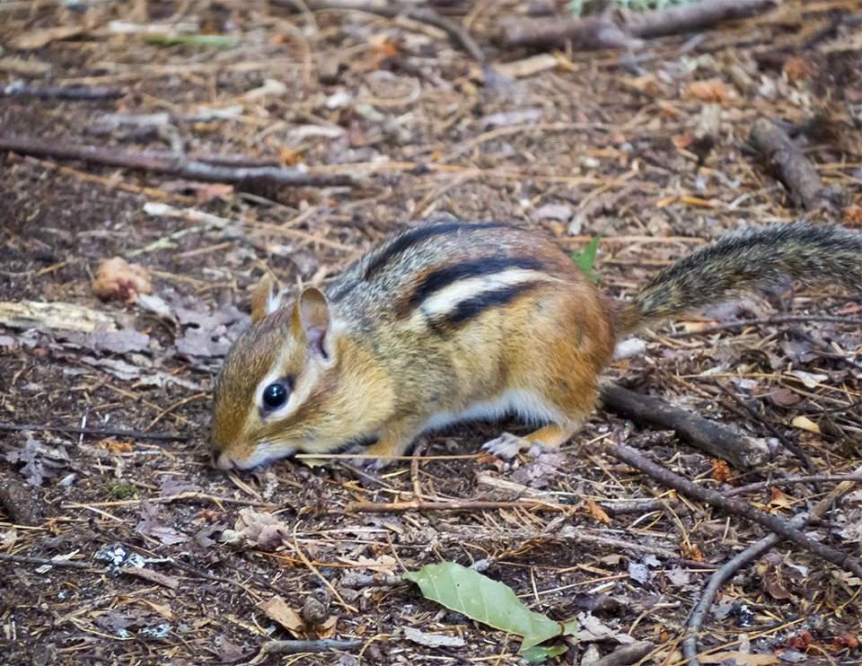 Mammals of the Adirondack Park: Eastern Chipmunk (Tamias striatus) on the Heron Marsh Trail (8 August 2015). Click for a larger image, opening in a new window. Mammals of the Adirondack Park: Eastern Chipmunk (Tamias striatus) on the Heron Marsh Trail (8 August 2015).