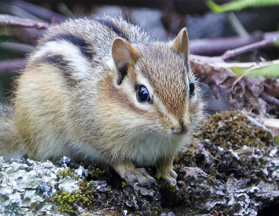 Mammals of the Adirondack Park: Eastern Chipmunk (Tamias striatus) on Hulls Falls Road (30 May 2018). Click for a larger image, opening in a new window. Mammals of the Adirondack Park: Eastern Chipmunk (Tamias striatus) on Hulls Falls Road (30 May 2018).