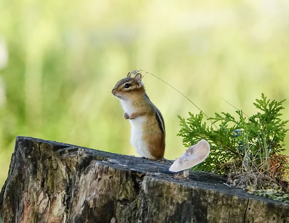 Mammals of the Adirondack Park: Eastern Chipmunk (Tamias striatus) at John Brown Farm (12 August 2018). Click for a larger image, opening in a new window. Mammals of the Adirondack Park: Eastern Chipmunk (Tamias striatus) at John Brown Farm (12 August 2018).