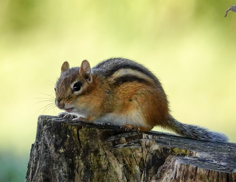 Mammals of the Adirondack Park: Eastern Chipmunk at John Brown Farm (12 August 2018). Click for a larger image, opening in a new window. Mammals of the Adirondack Park: Eastern Chipmunk at John Brown Farm (12 August 2018).