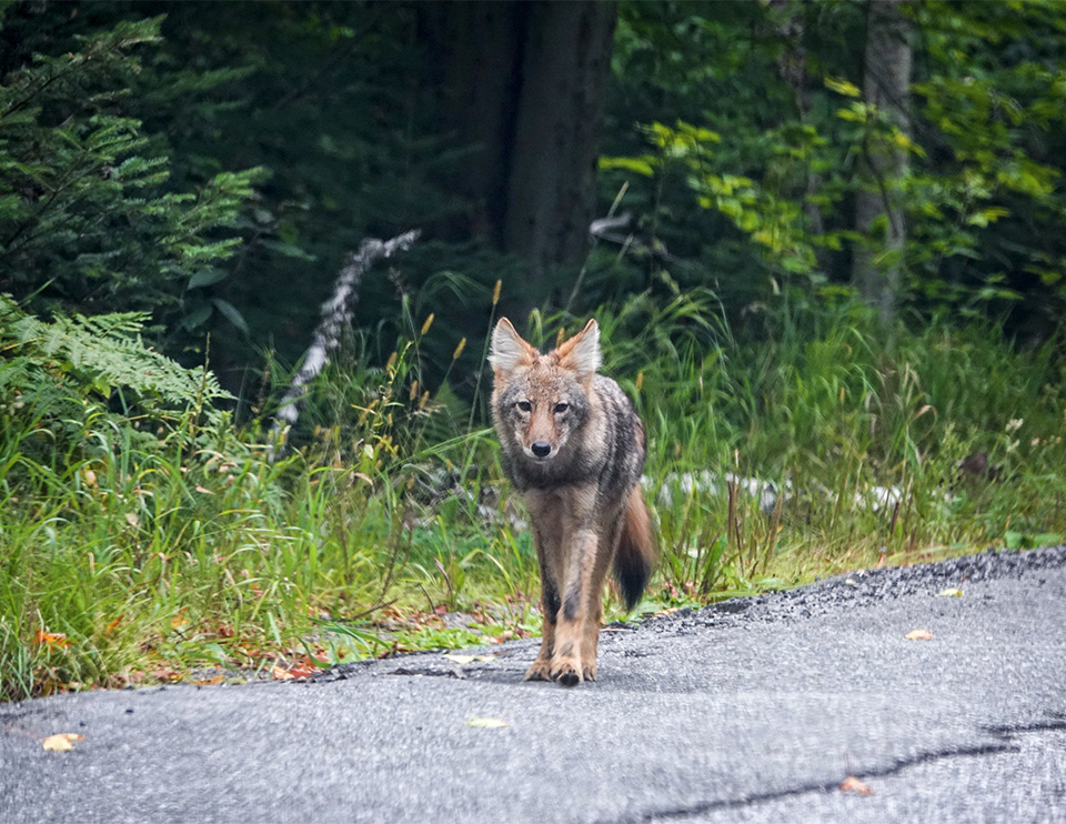 Mammals of the Adirondack Park: Eastern Coyote, Essex County, New York (19 September 2018). Click for a larger image, opening in a new window. Mammals of the Adirondack Park: Eastern Coyote, Essex County, New York (19 September 2018).
