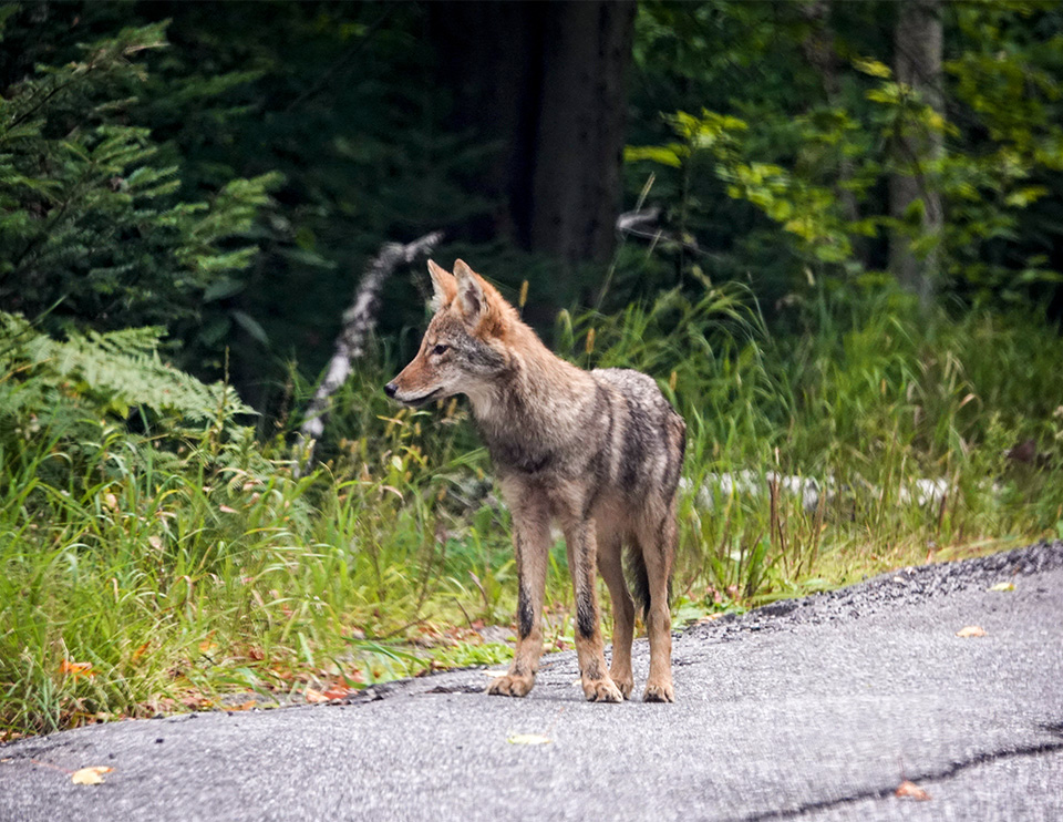 Mammals of the Adirondack Park: Eastern Coyote (Canis latrans var), Essex County (10 September 2018). Click for a larger image, opening in a new window. Mammals of the Adirondack Park: Eastern Coyote (Canis latrans var), Essex County (10 September 2018).