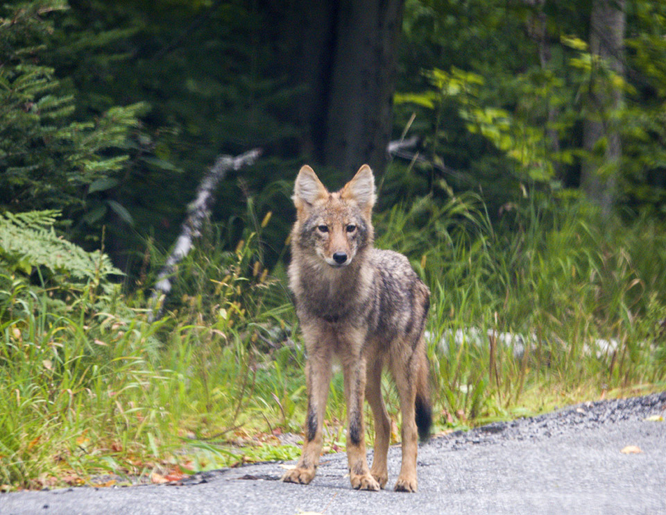 Mammals of the Adirondack Park: Eastern Coyote (Canis latrans var), Essex County (10 September 2018). Click for a larger image, opening in a new window. Mammals of the Adirondack Park: Eastern Coyote (Canis latrans var), Essex County (10 September 2018).