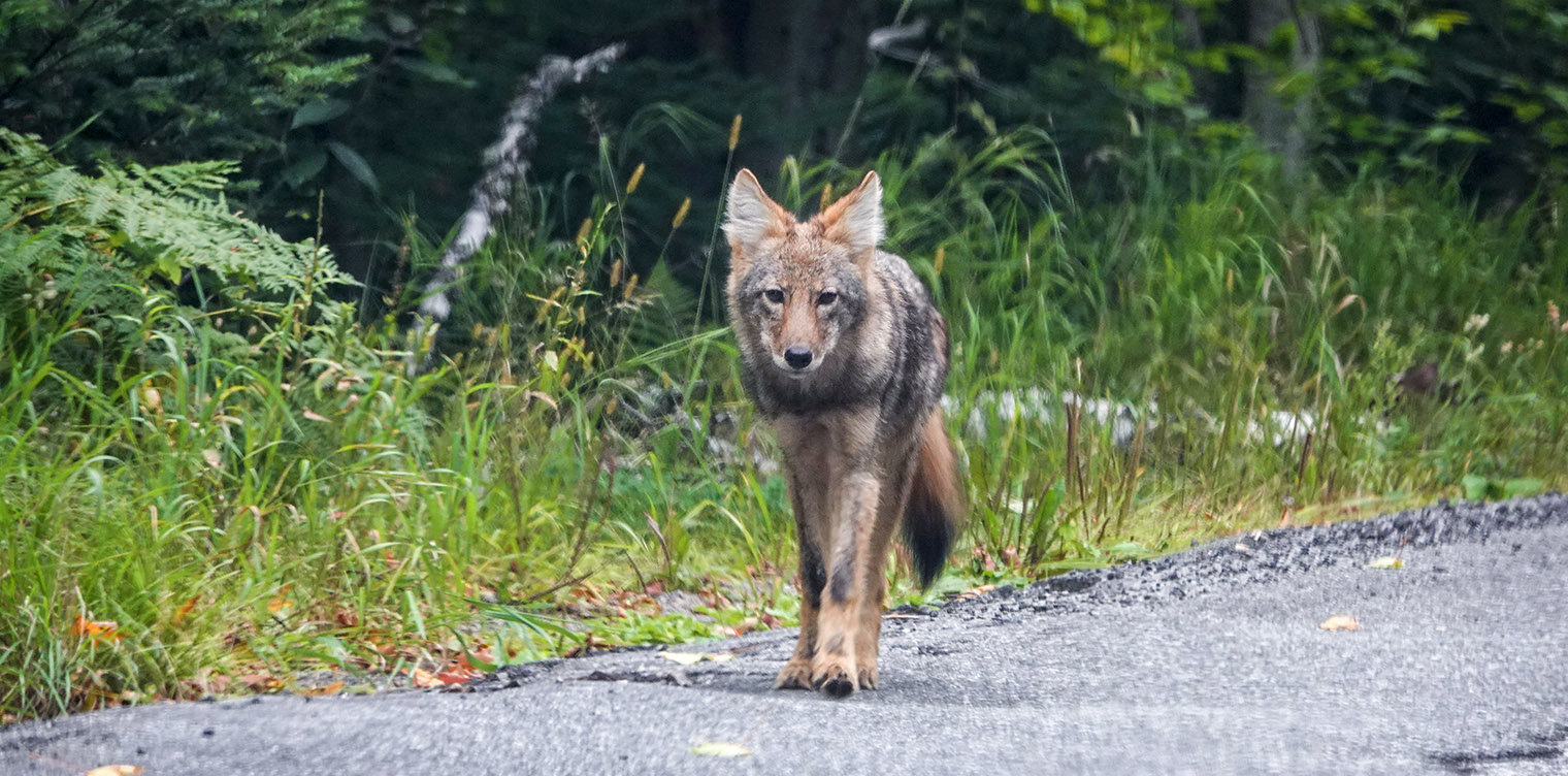 Mammals of the Adirondack Park: Eastern Coyote (Canis latrans var), Essex County (10 September 2018. Click for a larger image, opening in a new window. Mammals of the Adirondack Park: Eastern Coyote (Canis latrans var), Essex County (10 September 2018).