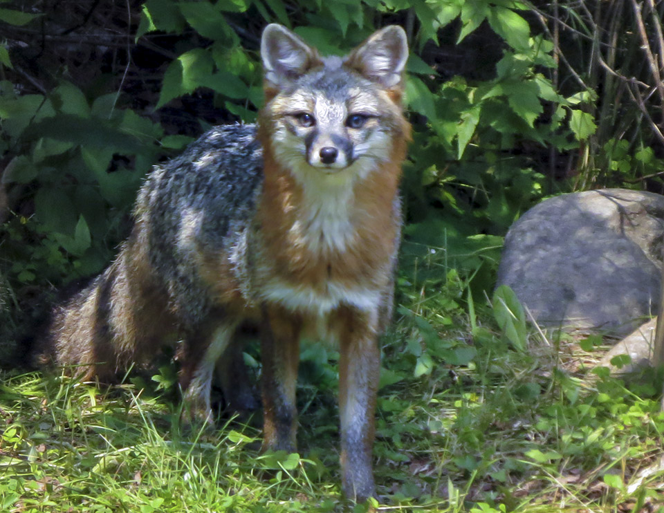 Adirondack Mammals: Gray Fox near Country Club Lane, Lake Placid Gray Fox near Country Club Lane, Lake Placid (5 July 2015). Click for a larger image, opening in a new window. Adirondack Mammals: Gray Fox near Country Club Lane, Lake Placid Gray Fox near Country Club Lane, Lake Placid (5 July 2015).