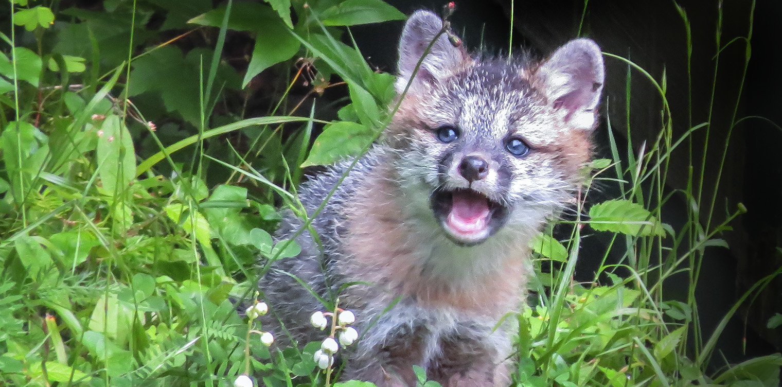 Adirondack Mammals: Gray Fox kit near County Club Lane, Lake Placid, New York (9 July 2015). Click for a larger image, opening in a new window. Adirondack Mammals: Gray Fox kit near County Club Lane, Lake Placid, New York (9 July 2015).