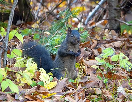 Mammals of the Adirondack Park: Black morph Gray Squirrel (Sciurus carolinensis) near Craig Wood Golf Course, Lake Placid (21 October 2020). Click for a larger image, opening in a new window. Mammals of the Adirondack Park: Black morph Gray Squirrel (Sciurus carolinensis) near Craig Wood Golf Course, Lake Placid (21 October 2020).