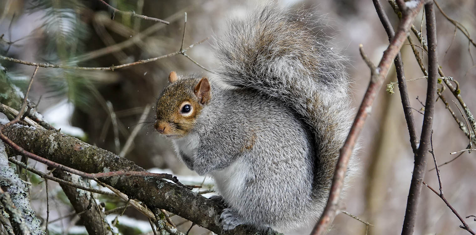 Mammals of the Adirondack Park: Gray Squirrel (Sciurus carolinensis) near Craig Wood Golf Course, Lake Placid (18 November 2020). Click for a larger image, opening in a new window. Mammals of the Adirondack Park: Gray Squirrel (Sciurus carolinensis) near Craig Wood Golf Course, Lake Placid (18 November 2020).