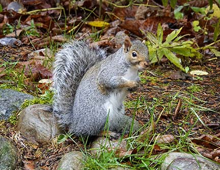 Mammals of the Adirondack Park: Gray Squirrel (Sciurus carolinensis) near Craig Wood Golf Course, Lake Placid (21 October 2020). Click for a larger image, opening in a new window. Mammals of the Adirondack Park: Gray Squirrel (Sciurus carolinensis) near Craig Wood Golf Course, Lake Placid (21 October 2020).