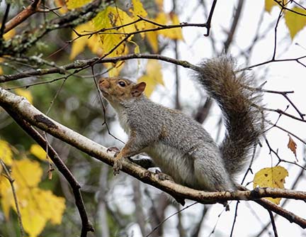 Mammals of the Adirondack Park: Gray Squirrel (Sciurus carolinensis) near Craig Wood Golf Course, Lake Placid (21 October 2020). Click for a larger impage, opening in a new window. Mammals of the Adirondack Park: Gray Squirrel (Sciurus carolinensis) near Craig Wood Golf Course, Lake Placid (21 October 2020).