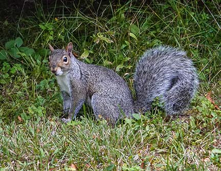 Mammals of the Adirondack Park: Gray Squirrel (Sciurus carolinensis) near Craig Wood Golf Course, Lake Placid (7 September 2020). Cllick for a larger image, opening in a new window. Mammals of the Adirondack Park: Gray Squirrel (Sciurus carolinensis) near Craig Wood Golf Course, Lake Placid (7 September 2020).