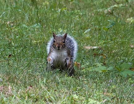 Mammals of the Adirondack Park: Gray Squirrel (Sciurus carolinensis) at Denny Park in Saranac Lake (25 August 2020). Click for a larger image, opening in a new window. Mammals of the Adirondack Park: Gray Squirrel (Sciurus carolinensis) at Denny Park in Saranac Lake (25 August 2020).