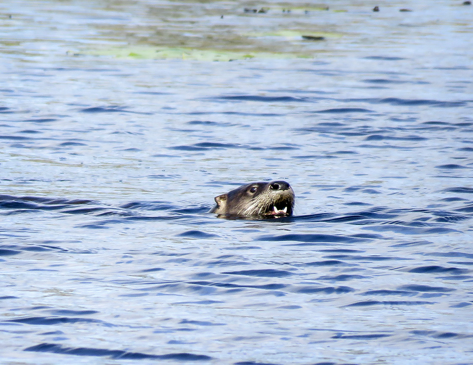 Mammals of the Adirondack Park: North American River Otter on Heron Marsh (14 May 2016).