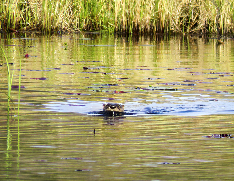 Mammals of the Adirondack Park: North American River Otter on Heron Marsh at the Paul Smiths VIC (14 May 2016). Click for a larger image, opening in a new window. Mammals of the Adirondack Park: North American River Otter on Heron Marsh at the Paul Smiths VIC (14 May 2016).