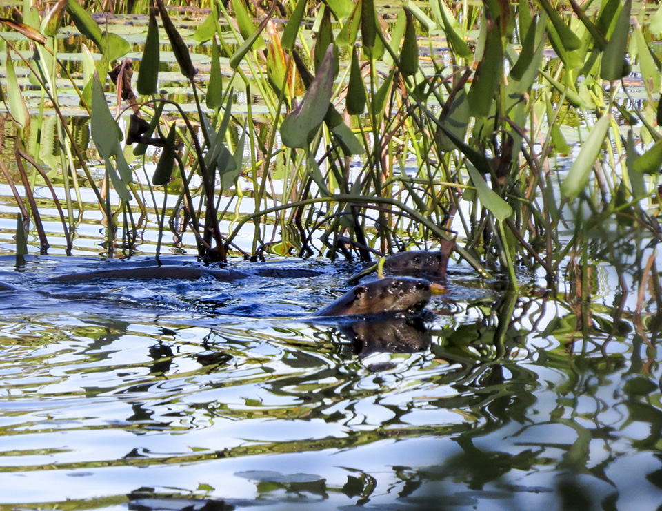 Mammals of the Adirondack Park: North American River Otters on Heron Marsh (4 September 2015). Click for a larger image, opening in a new window. Mammals of the Adirondack Park: North American River Otters on Heron Marsh (4 September 2015).