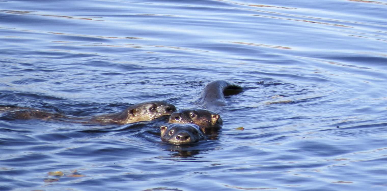Mammals of the Adirondack Park: North American River Otters on Heron Marsh (6 October 2014). Click for a larger image, opening in a new window. Mammals of the Adirondack Park: North American River Otters on Heron Marsh (6 October 2014).